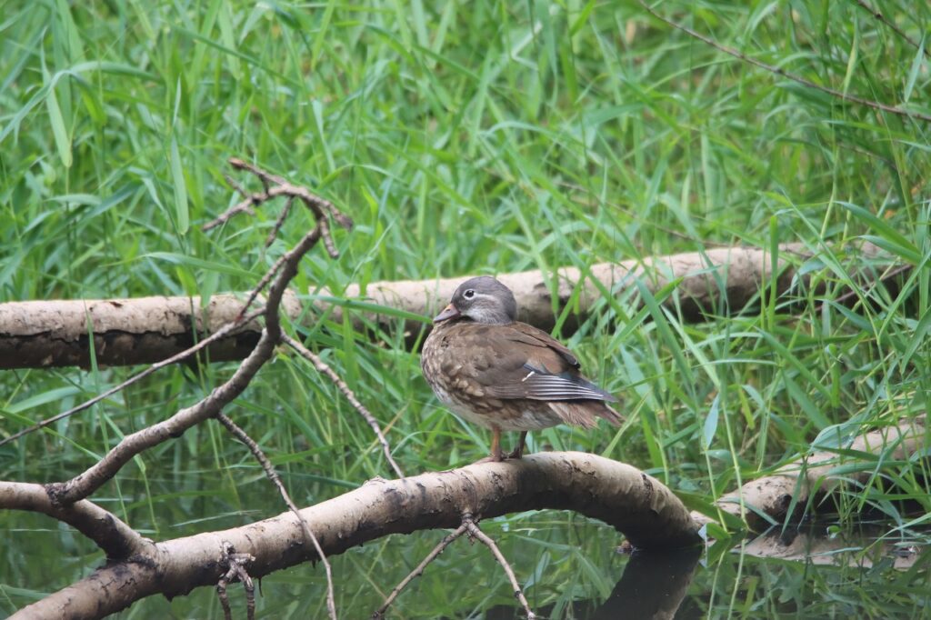 オシドリ雌or若鳥？
