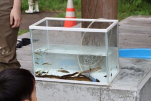 にぎわいフェスタ　川の生き物観察