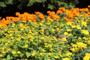 花の広場花壇