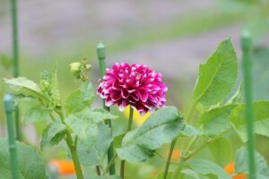 花の広場ダリア