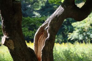 ゴジュウカラ