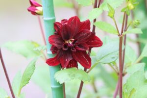 花の広場ダリア