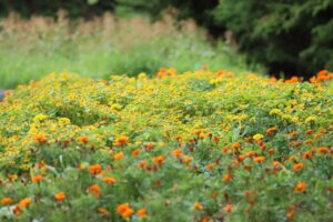 花の広場花壇