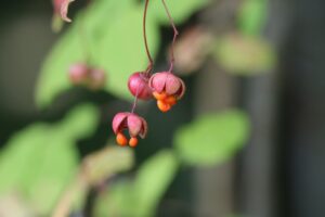 ツリバナ