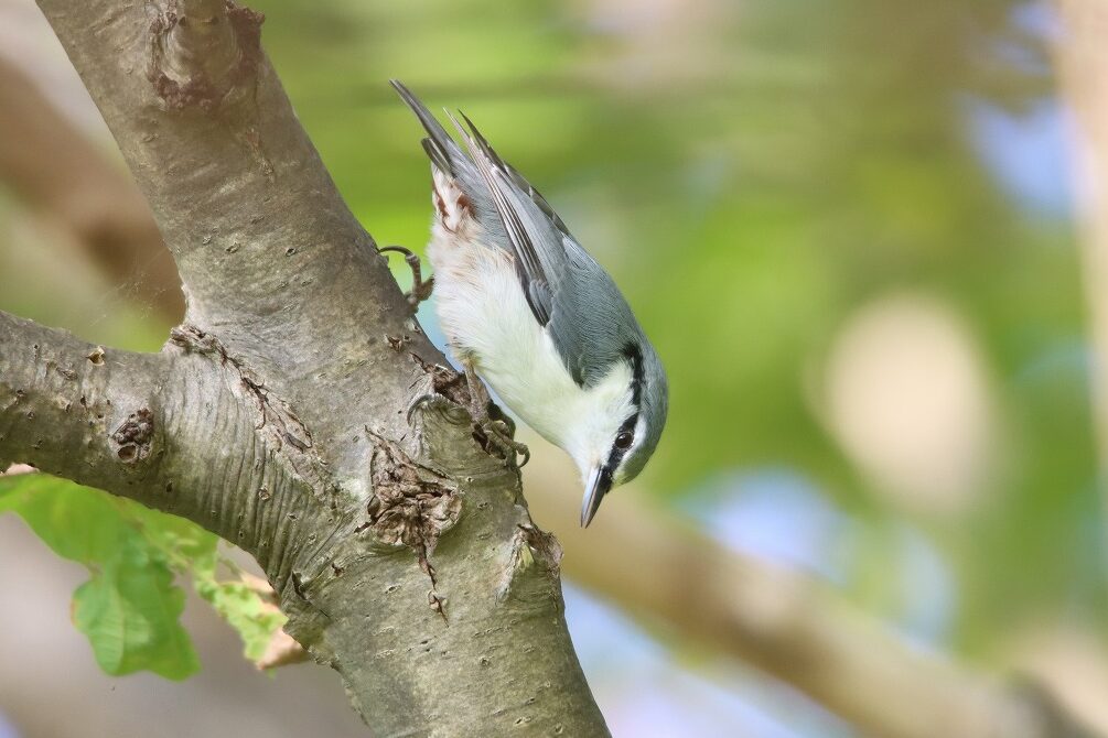 ゴジュウカラ