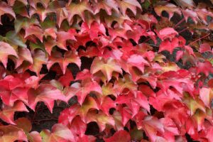 ナツヅタ紅葉
