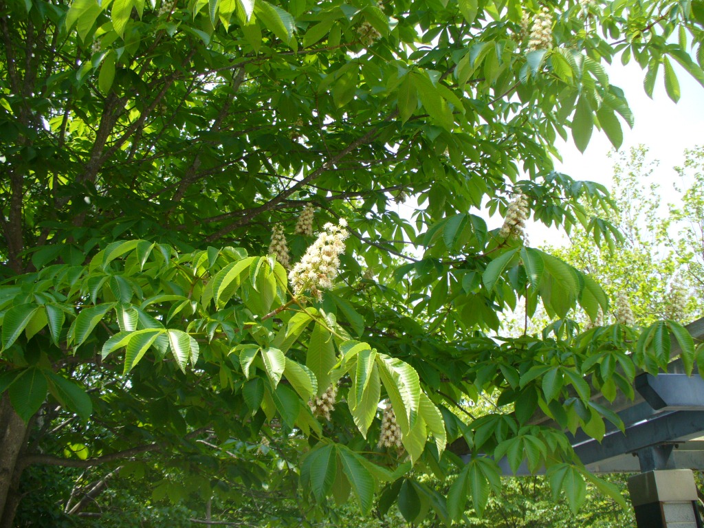 ホオノキの花、トチノキの花 | 平岡公園